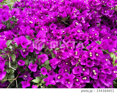 鮮やかな赤紫のブーゲンビリア・南国リゾートの満開の花のテクスチャ 134384851