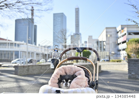 ペットカートでお散歩　チワワ　（埼玉県・さいたま新都心） 134385448