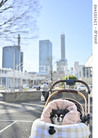 ペットカートでお散歩　チワワ　（埼玉県・さいたま新都心） 134385449