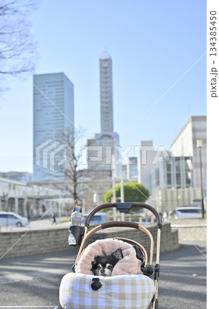 ペットカートでお散歩　チワワ　（埼玉県・さいたま新都心） 134385450