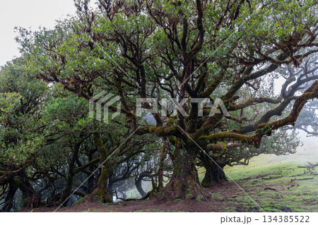 Ancient laurel trees of Fanal forest Madeira with mossy branches forming dense canopy 134385522
