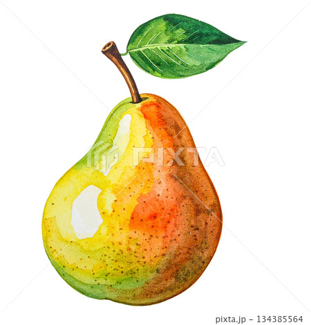 洋梨の水彩画イラスト 洋梨の水彩画イラスト 134385564