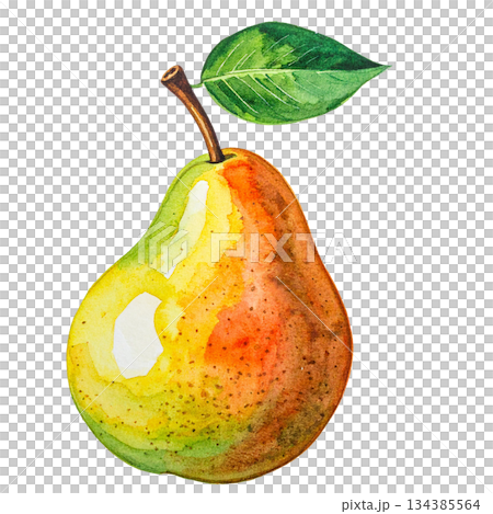 洋梨の水彩画イラスト 洋梨の水彩画イラスト 134385564