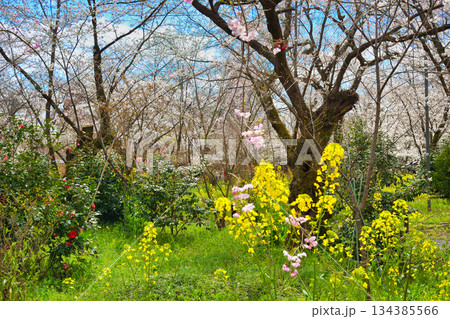 京都　平野神社　さくら苑（桜苑）桜と菜の花　美しい共演（京都府京都市北区） 134385566