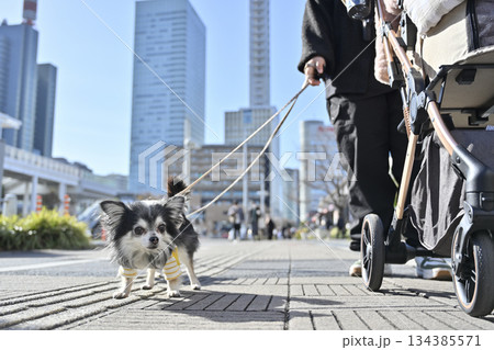 都会でお散歩　チワワ　（埼玉県・さいたま新都心） 134385571