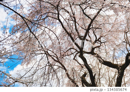 京都 平野神社 さくら苑(桜苑)(京都府京都市北区) 京都 平野神社 さくら苑(桜苑)(京都府京都市北区) 134385674