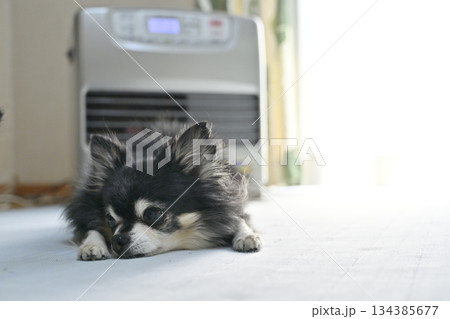 ストーブで温まるチワワ ストーブで温まるチワワ 134385677