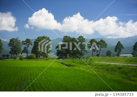 青空と白い雲が映える、長野県の山々に抱かれたのどかな夏の田園風景 134385733