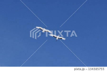 青空を飛ぶ2羽の鶴 134385755
