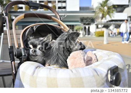 カフェのテラス席でくつろぐ愛犬 ペットカート ロングコートチワワ カフェのテラス席でくつろぐ愛犬 ペットカート ロングコートチワワ 134385772