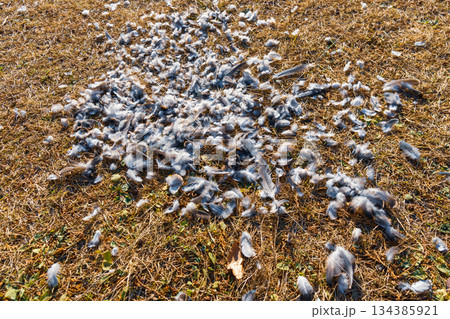 野鳥が外敵に襲われた痕跡 134385921