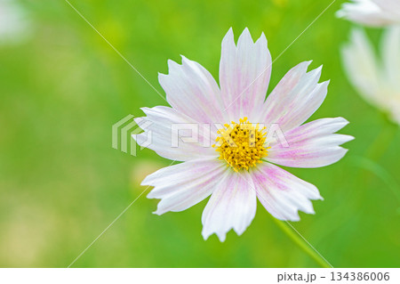 家の周りの草花　四季の色々　公園の花畑に美しい色とりどりのコスモスの花が秋風に揺れて咲いています 134386006