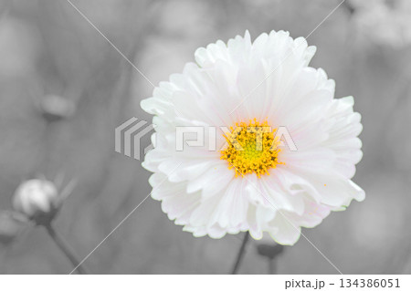 家の周りの草花 四季の色々 公園の花畑に美しい色とりどりのコスモスの花が秋風に揺れて咲いています 家の周りの草花 四季の色々 公園の花畑に美しい色とりどりのコスモスの花が秋風に揺れて咲いています 134386051