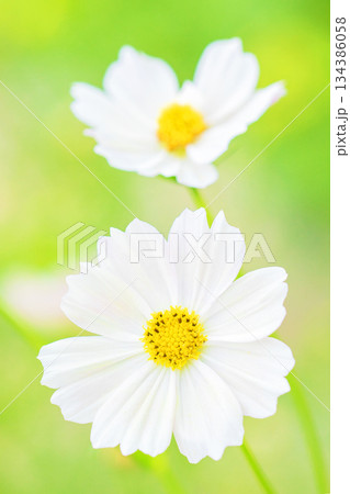 家の周りの草花　四季の色々　公園の花畑に美しい色とりどりのコスモスの花が秋風に揺れて咲いています 134386058