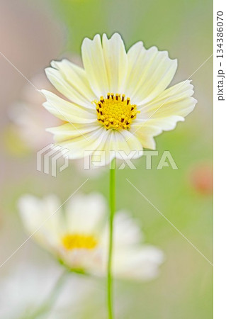 家の周りの草花　四季の色々　植物園の花壇を美しいピンクや黄色のコスモスが彩りを添えています 134386070