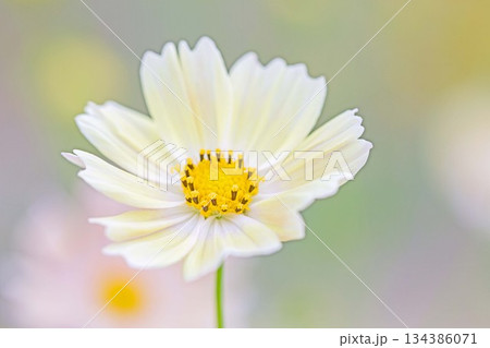 家の周りの草花 四季の色々 植物園の花壇を美しいピンクや黄色のコスモスが彩りを添えています 家の周りの草花 四季の色々 植物園の花壇を美しいピンクや黄色のコスモスが彩りを添えています 134386071