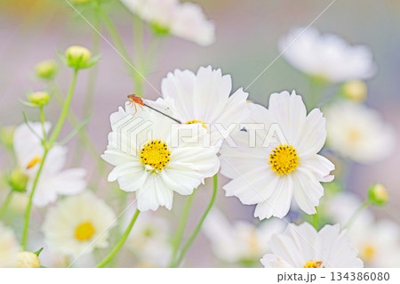 家の周りの草花　四季の色々　公園の花畑に美しい色とりどりのコスモスの花が秋風に揺れて咲いています 134386080