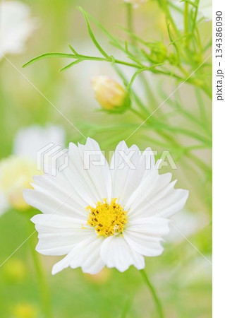 家の周りの草花 四季の色々 公園の花畑に美しい色とりどりのコスモスの花が秋風に揺れて咲いています 家の周りの草花 四季の色々 公園の花畑に美しい色とりどりのコスモスの花が秋風に揺れて咲いています 134386090