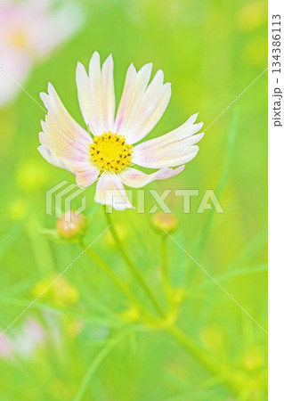家の周りの草花 四季の色々 公園の花畑に美しい色とりどりのコスモスの花が秋風に揺れて咲いています 家の周りの草花 四季の色々 公園の花畑に美しい色とりどりのコスモスの花が秋風に揺れて咲いています 134386113