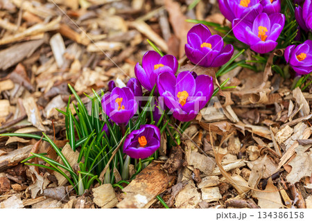 Purple crocus flowers bloom in spring in garden with brown mulch 134386158