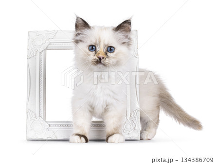 Sacred Birman cat on white background 134386709