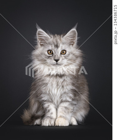 Impresive MCO cat kitten on black background 134386715