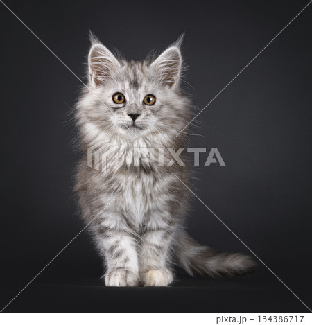 Impresive MCO cat kitten on black background 134386717