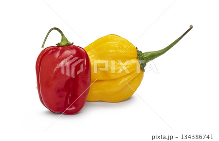 Red and yellow habanero peppers providing spicy flavor Red and yellow habanero peppers providing spicy flavor 134386741