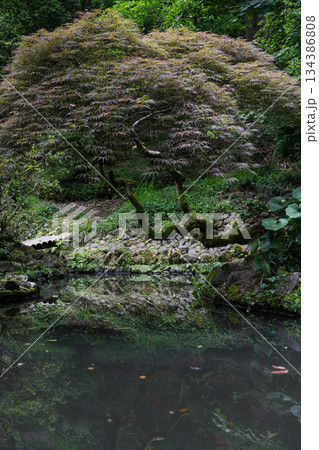 Japanese garden with lake in Batumi Botanical Garden Georgia 134386808