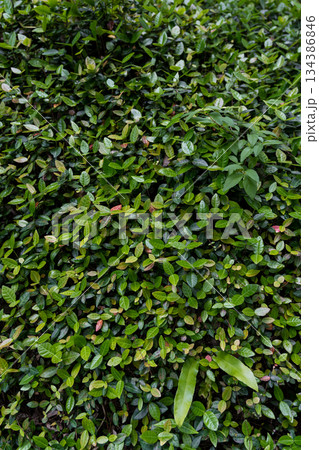 Foliage background. Shrub background Shrub leaves Foliage background. Shrub background Shrub leaves 134386846