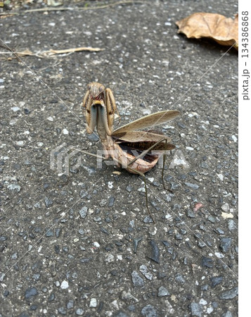 威嚇するカマキリ 威嚇するカマキリ 134386868