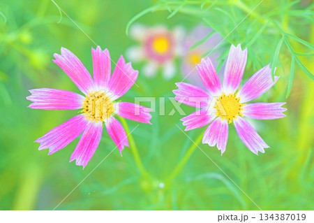 家の周りの草花 四季の色々 公園の花畑に美しい色とりどりのコスモスの花が秋風に揺れて咲いています 家の周りの草花 四季の色々 公園の花畑に美しい色とりどりのコスモスの花が秋風に揺れて咲いています 134387019