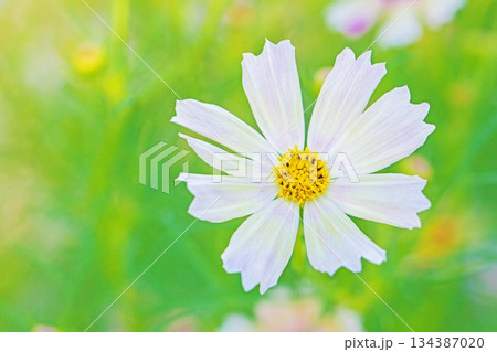 家の周りの草花　四季の色々　公園の花畑に美しい色とりどりのコスモスの花が秋風に揺れて咲いています 134387020