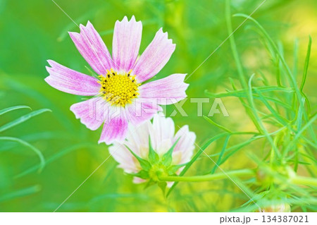 家の周りの草花 四季の色々 公園の花畑に美しい色とりどりのコスモスの花が秋風に揺れて咲いています 家の周りの草花 四季の色々 公園の花畑に美しい色とりどりのコスモスの花が秋風に揺れて咲いています 134387021