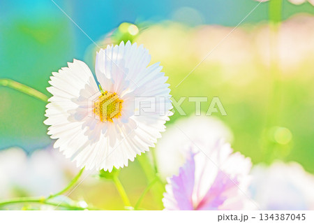 家の周りの草花　四季の色々　公園の花畑に美しい色とりどりのコスモスの花が秋風に揺れて咲いています 134387045