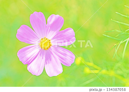家の周りの草花　四季の色々　公園の花畑に美しい色とりどりのコスモスの花が秋風に揺れて咲いています 134387058
