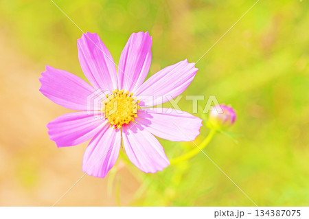 家の周りの草花　四季の色々　公園の花畑に美しい色とりどりのコスモスの花が秋風に揺れて咲いています 134387075