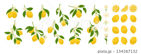 Lemons textured set branches with leaves flowers collection juicy citrus abstract hand drawn vector 134387132