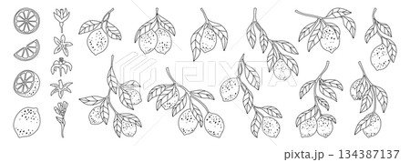Lemons line doodle set branches leaves linear collection juicy citrus abstract hand drawn vector 134387137