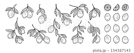 Lemons hand drawn set branches leaves linear collection juicy citrus abstract vintage vector Lemons hand drawn set branches leaves linear collection juicy citrus abstract vintage vector 134387143