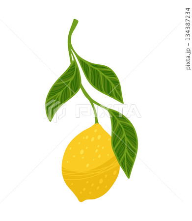 Lemon tree branch textured vector illustration citrus twig leafage leaves flowers hand drawn design Lemon tree branch textured vector illustration citrus twig leafage leaves flowers hand drawn design 134387234
