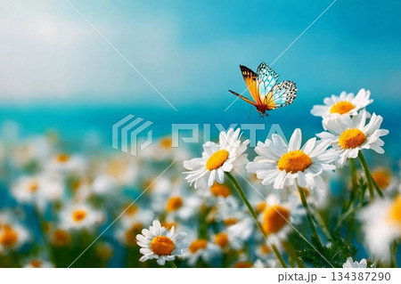 Chamomiles daisies macro in summer spring field on background blue sky with sunshine and a flying butterfly, close-up macro. Summer natural landscape with copy space. 134387290