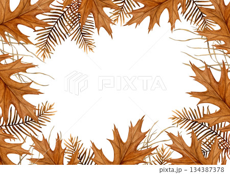 Watercolor illustration of an autumn frame made of oak leaves and dried metasequoia branches on a white background. Hand-painted botanical style. Ideal for cards, invitations and fall-themed designs 134387378