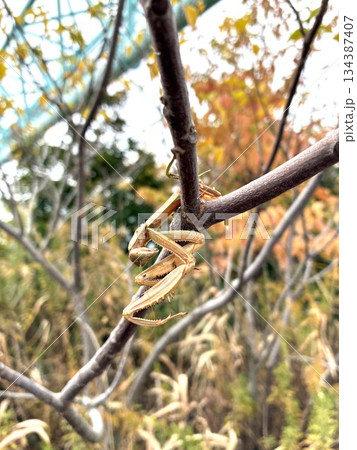 モズの「はやにえ」 134387407