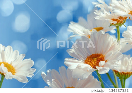 Abstract 3d render platform and mockup natural background, Stone podium on the grass field backdrop meadow mountain for product stand display, advertising or etc 134387521
