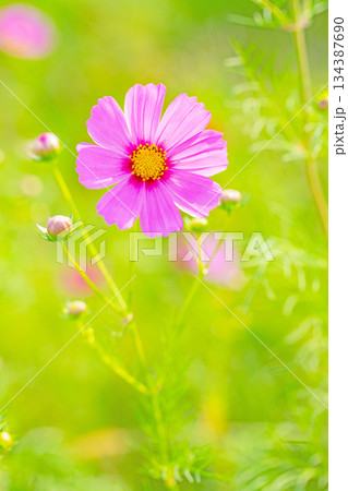 家の周りの草花　四季の色々　公園の花畑に美しい色とりどりのコスモスの花が秋風に揺れて咲いています 134387690