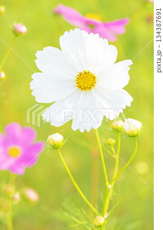 家の周りの草花　四季の色々　公園の花畑に美しい色とりどりのコスモスの花が秋風に揺れて咲いています 134387691