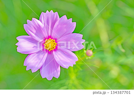 家の周りの草花 四季の色々 公園の花畑に美しい色とりどりのコスモスの花が秋風に揺れて咲いています 家の周りの草花 四季の色々 公園の花畑に美しい色とりどりのコスモスの花が秋風に揺れて咲いています 134387701