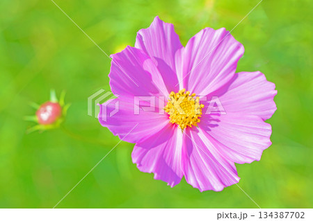 家の周りの草花　四季の色々　公園の花畑に美しい色とりどりのコスモスの花が秋風に揺れて咲いています 134387702