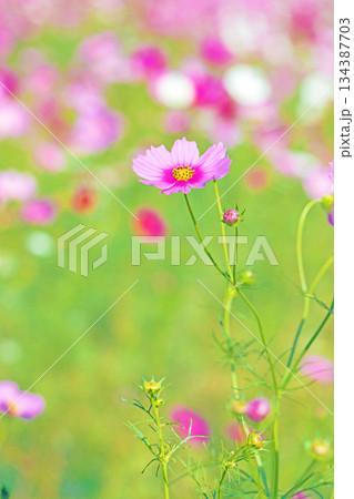 家の周りの草花　四季の色々　公園の花畑に美しい色とりどりのコスモスの花が秋風に揺れて咲いています 134387703